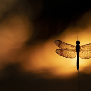 macroworld_daan_de_vos_44
